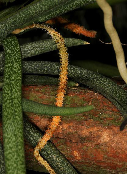 棒叶鸢尾兰(植物)