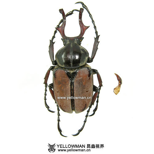 光斑鹿花金龟(其他生物相关)