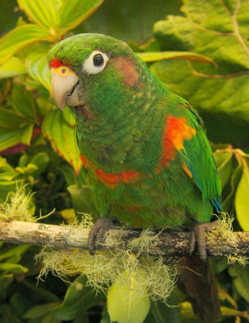 聖瑪爾塔錐尾鸚鵡(動物)_技點科普_技點網(動物)