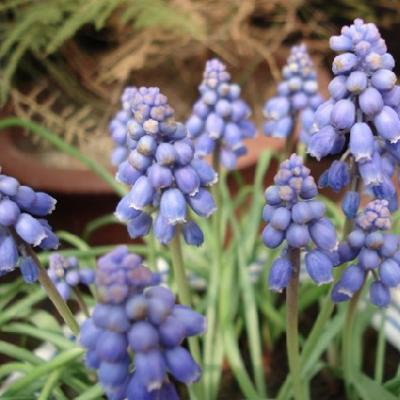 台湾岩芋(植物)台湾岩芋(学名:remusatia formosana