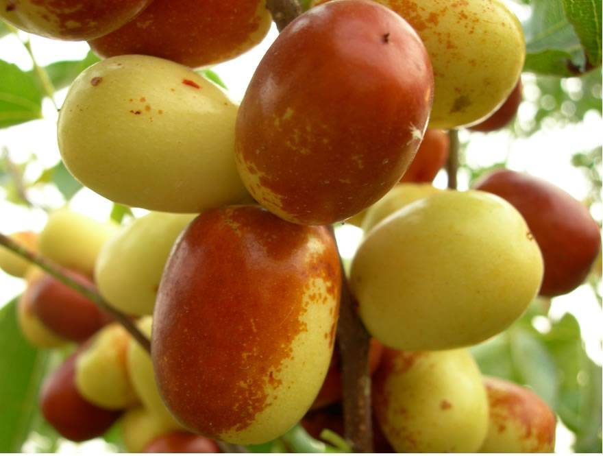 (其他)酥脆枣是鲜食枣的一种,外观漂亮,肉厚核小,口感酥脆,甜中带香