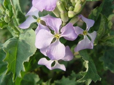 芜菁花(中医学与中药学)