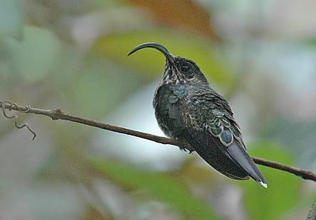 白尾尖鐮嘴蜂鳥 (其他生物相關)