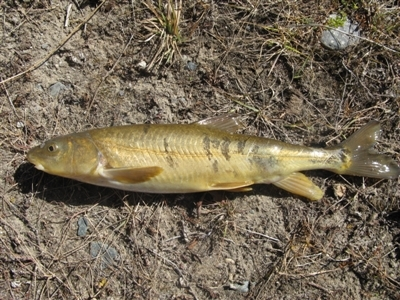 黄河都有哪些鱼种图片图片