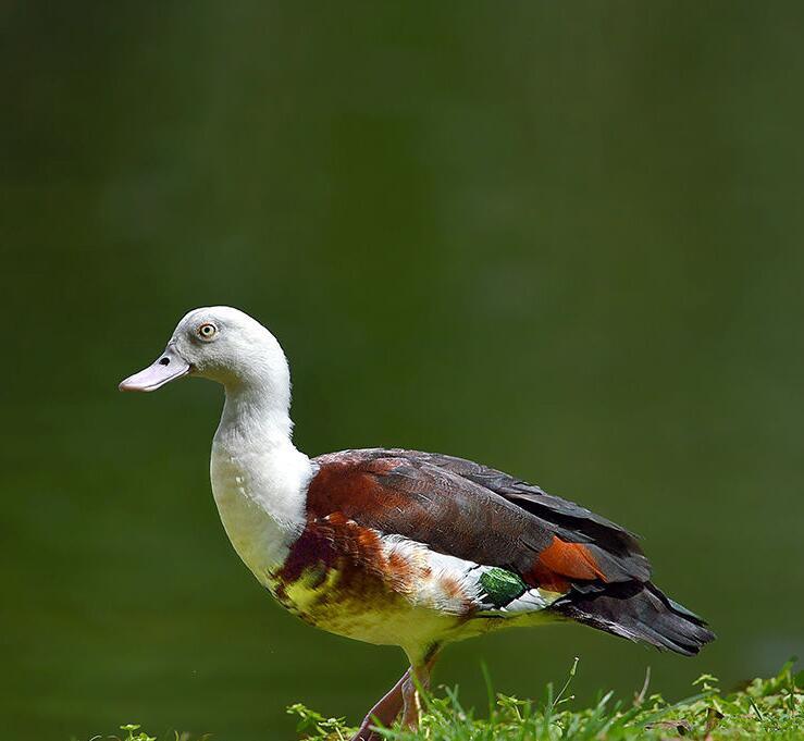 白腹麻鸭(动物)_技点科普_技点网(动物)