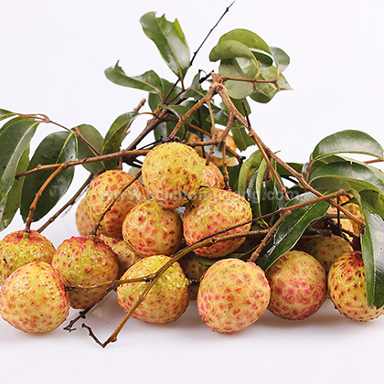 观音绿荔枝植物