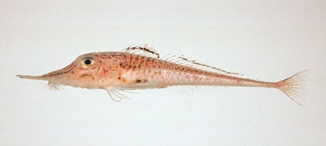 东方黄鲂鮄 (其他生物相关)