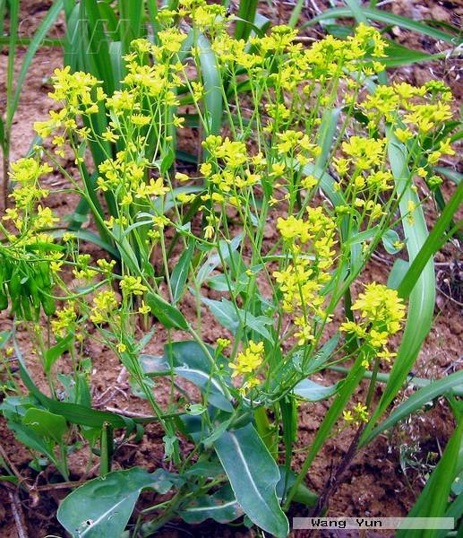 生物相关)菘蓝(学名:isatis indigotica fortune)又名茶蓝,板蓝根等