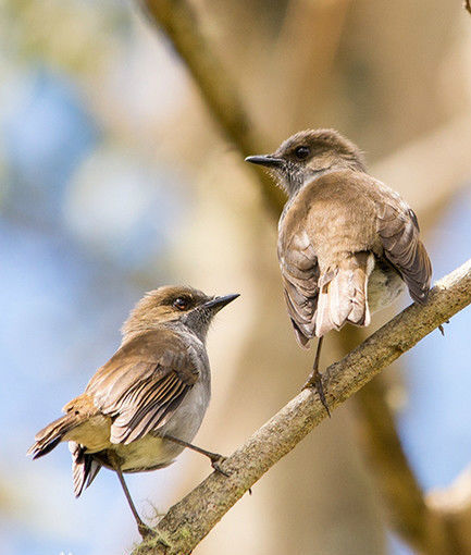 夏威夷孤鸫(动物)_技点百科_技点网(动物)