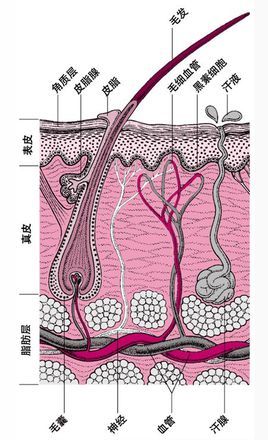 毛囊(自然人类学)在真皮乳头层里,毛根被内,外毛鞘包围,外毛鞘又被