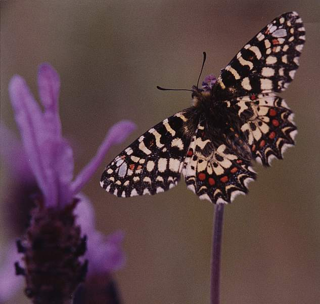 红星花凤蝶动物