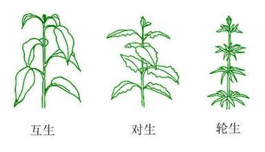 轮生叶序植物图片