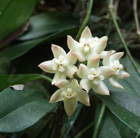 萝藦科,球兰属多年生草本植物.