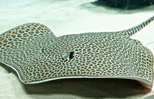 豹鳎鱼图片图片