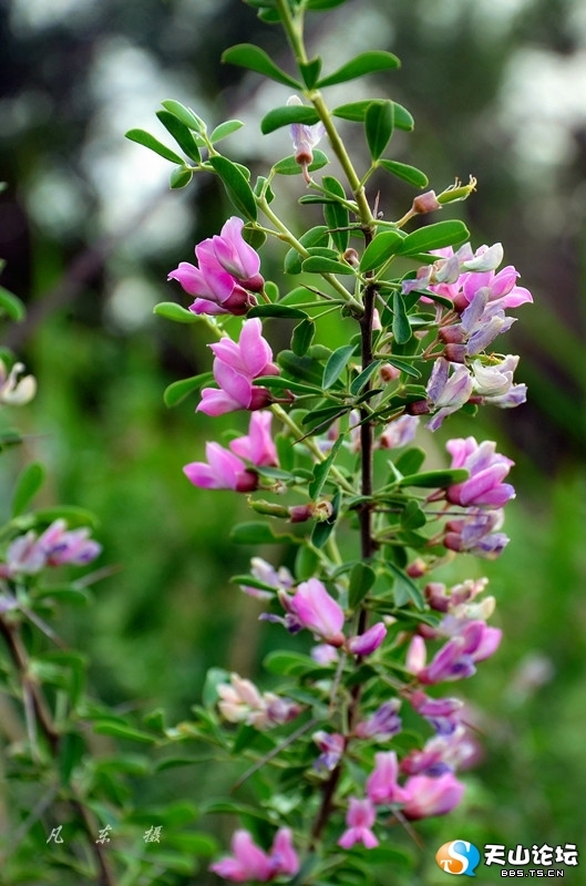 铃铛刺属(植物)