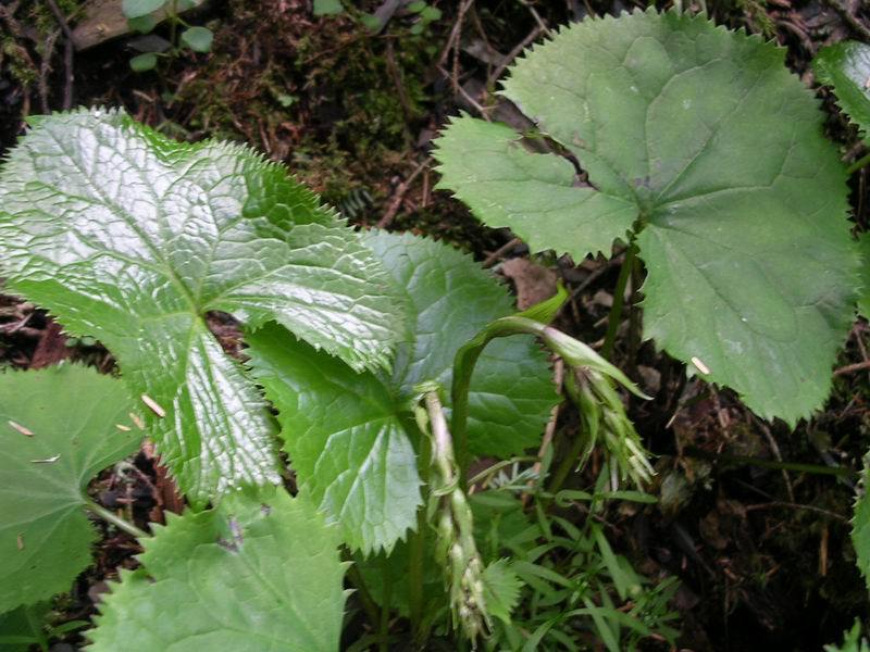 玉山蟹甲草 (植物)