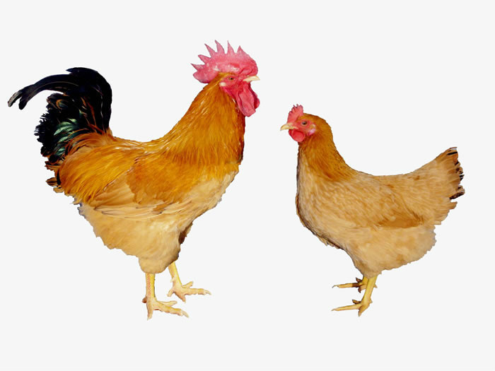 黄羽肉鸡(动物)