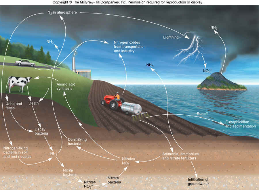 生态系统_360百科
