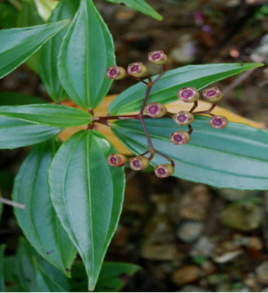 高脚落山箕根 (植物)
