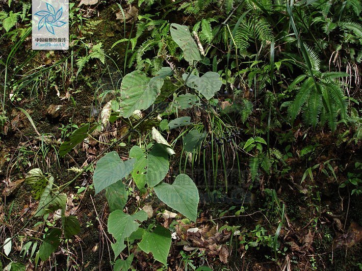 苦郎藤植物