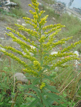 sidae rhombifoliae,英文名broomjutre sida herb),别名大地丁草,黄花