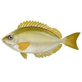 莹斑篮子鱼(其他生物相关)