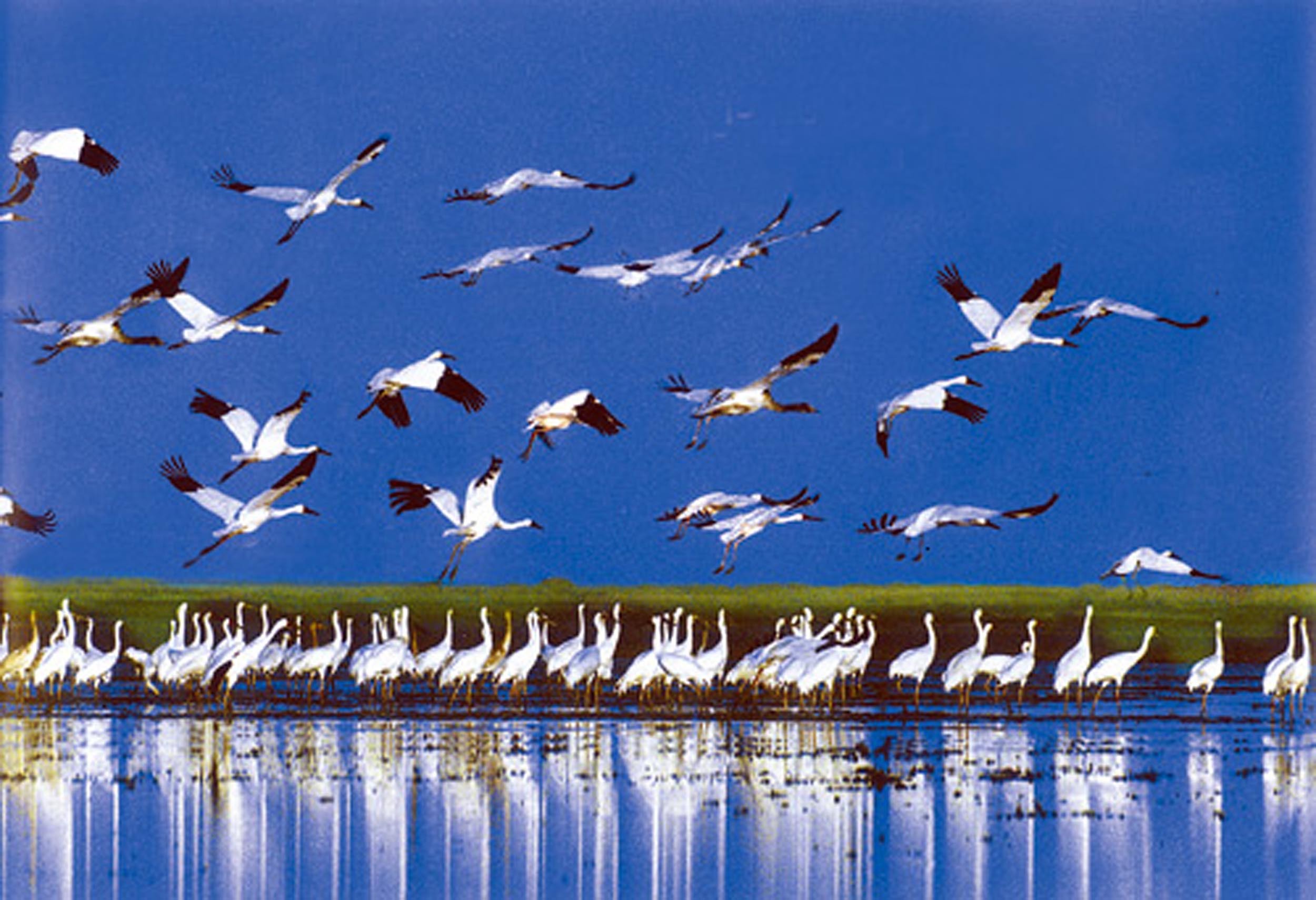 海珠湿地迎来首批候鸟 "长腿仙子"引来众多拍客-广东广州海珠国家湿地公园-湿地中国