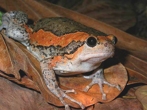 花狭口蛙动物