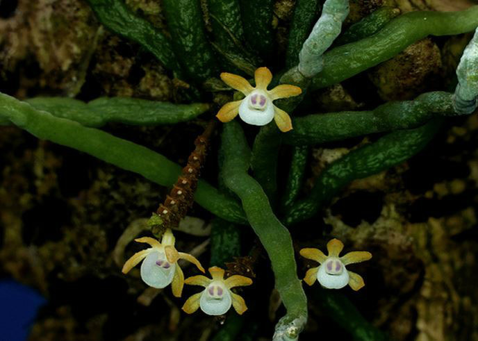 兜唇带叶兰植物