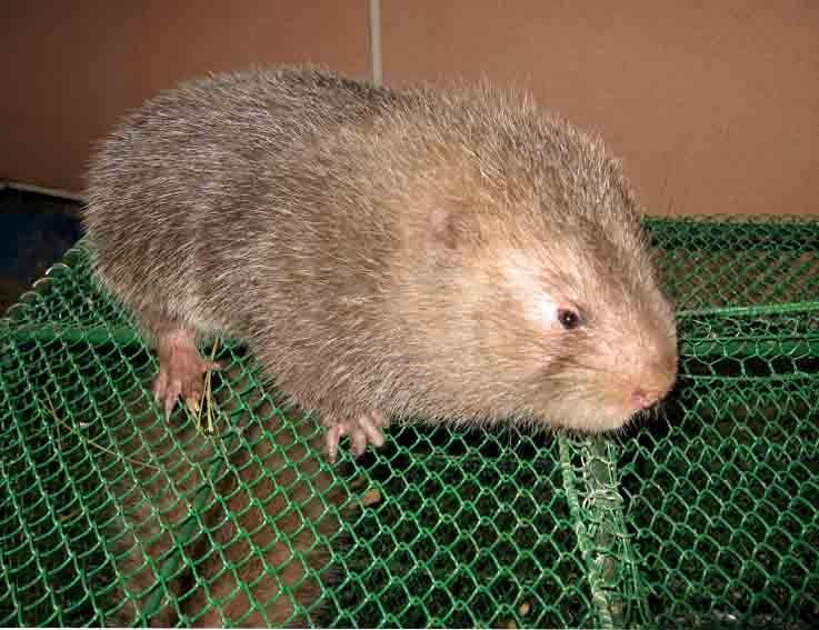 多为中小型种类,一般体长在16~23厘米之间,但个别种类,如大竹鼠的体长