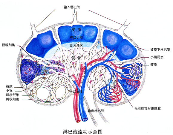 组织液是什么东西图片