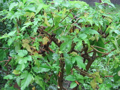 鸡桑叶(植物)