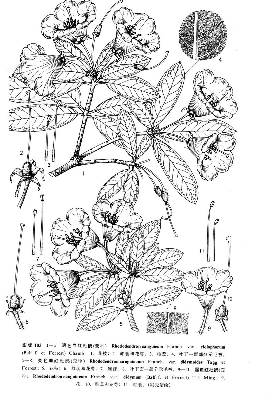 黑红血红杜鹃植物