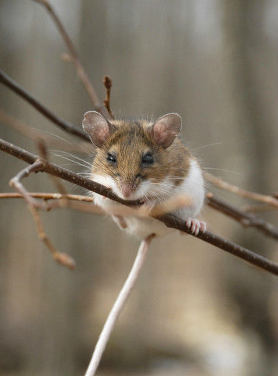 白足鼠(動物)白足鼠(學名:peromyscus leucopus)是一箇中等大小的鼠類