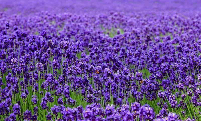 清远薰衣草世界(景点)