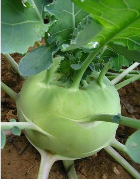 俗称"苤蓝",又称"球茎甘蓝".十字花科芸苔属二年生草本植物.