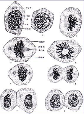 細胞分裂 (生物現象)