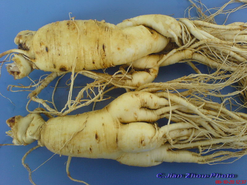 园参(中医学与中药学)