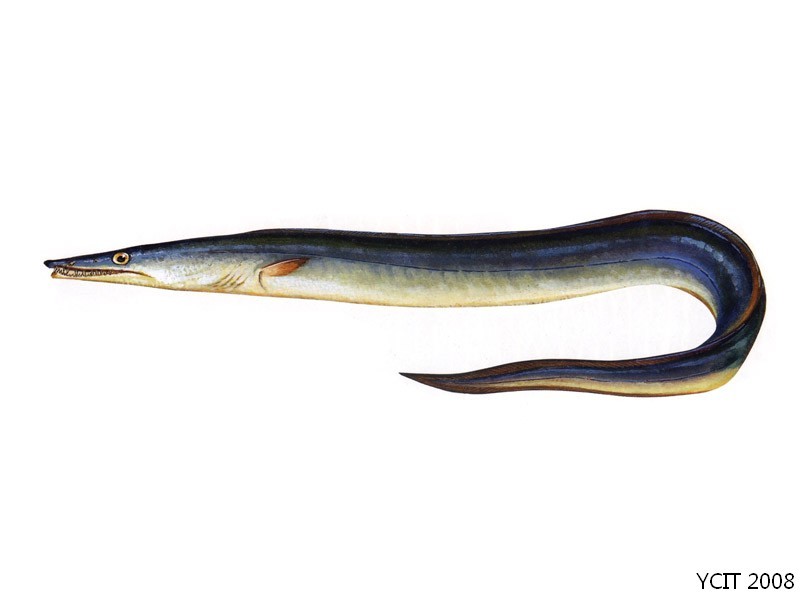 鹤海鳗(其他生物相关)