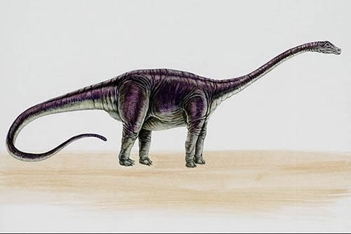 diplodocus)是蜥脚下目梁龙科下的一属恐龙,它的第一副化石是由塞缪尔
