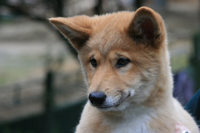 dingo(其他生物学相关)