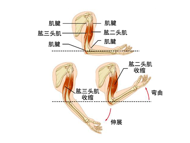黑眶蟾蜍