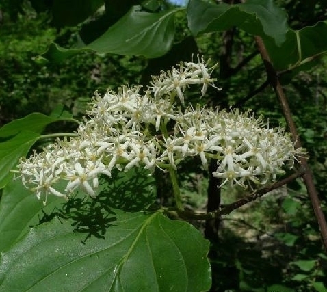 sojak)是山茱萸科,梾木属落叶乔木,高可达15米;树皮厚,黑褐色,冬芽