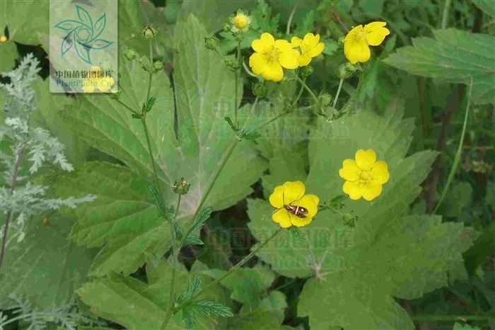 白背委陵菜 (植物)