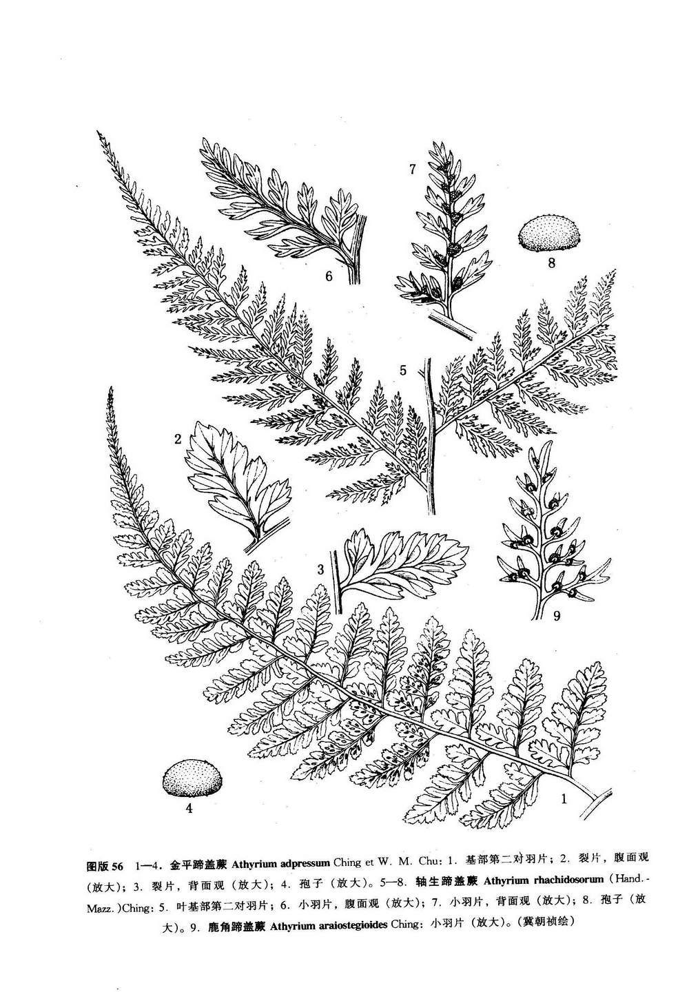 鹿角蹄盖蕨植物