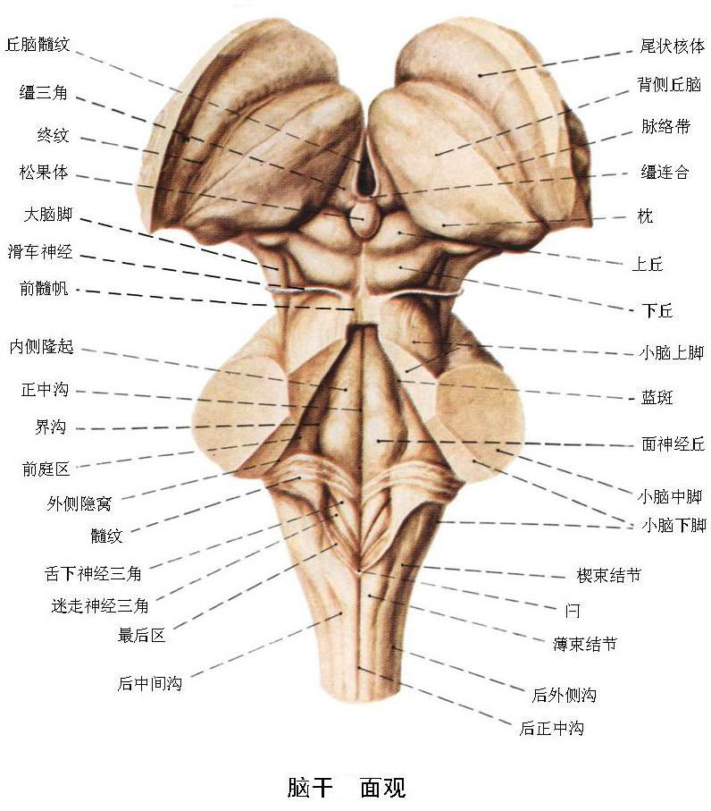 脑干（器官）_技点移动百科