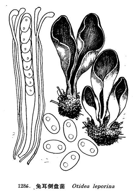 兔耳侧盘菌(其他生物相关)_技点百科