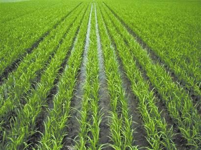 特优6812(农学)_技点百科