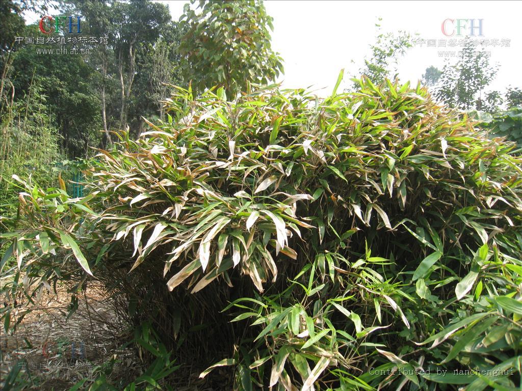 箬竹属_360百科