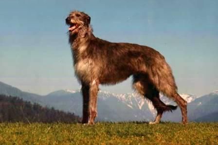 deerhound),原产地英国,起源于9世纪,是一种大型群猎犬,还是很好的